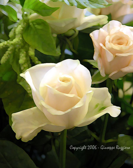 Roses (copyright 2006  Giuseppe Ruggiero - www.virtualsorrento.com)