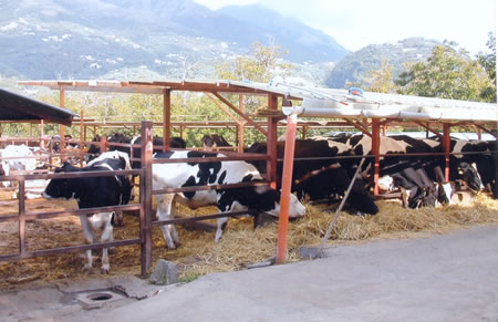 mucche pascolo Monti Lattari